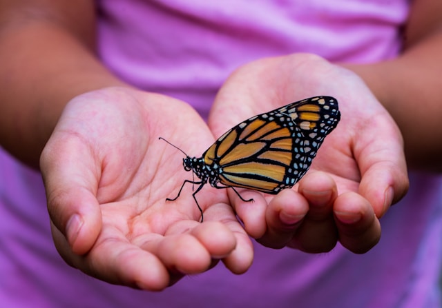 Photograph of a person in a pink t-shirt with hands outstretched holding a monarch butterfly